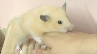 仓鼠可以吃蛋瓜不,蛋瓜的奇妙营养之旅