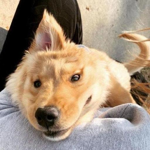 网红狗黄金,网红宠物的闪耀人生