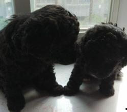 灰泰迪吃瓜,灰泰迪的瓜田奇遇记