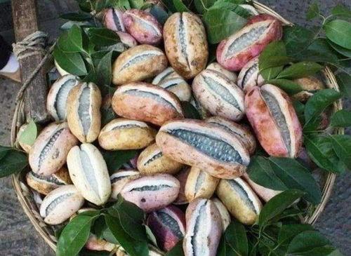 女人吃八月瓜有什么好处,女性滋补养生的天然佳品