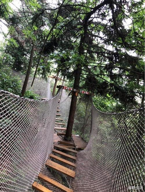河南网红丛林穿越,探险与娱乐的绿色盛宴